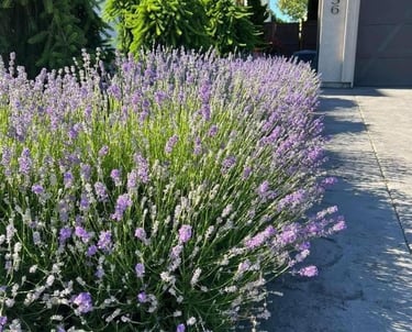 xpert flower planting and soil amendment services in Toronto gardens
