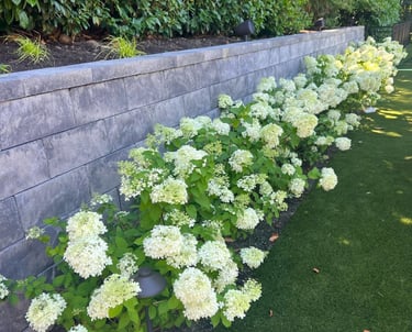 White blooming hydrangeas along a modern stone retaining wall and artificial turf lawn.
