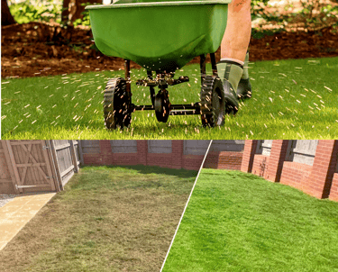 Before and after results of professional lawn seeding and restoration