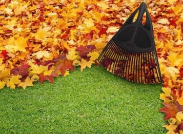 Complete leaf and debris removal in Toronto by Avenue Seasons Inc.