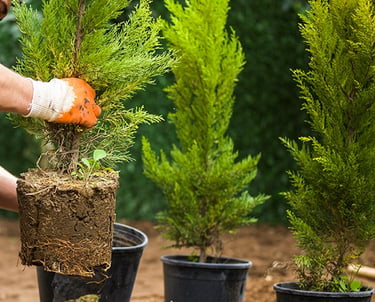 Close-up of a professional landscaper planting a healthy cedar tree in a residential garden.