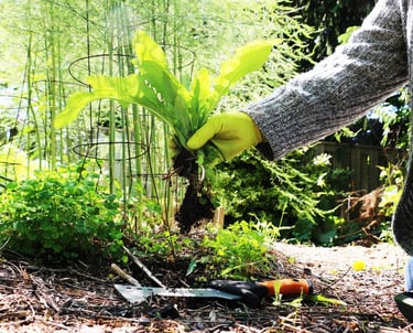 Professional landscaping team weeding and pruning garden beds in GTA