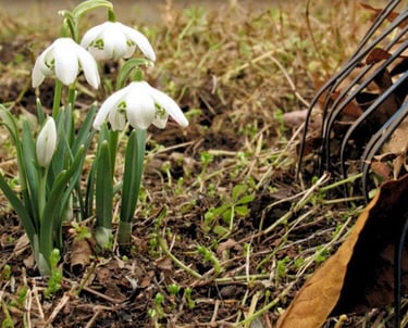 Winter debris and leaf removal in Toronto by Avenue Seasons