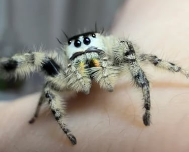 Jumping Spider