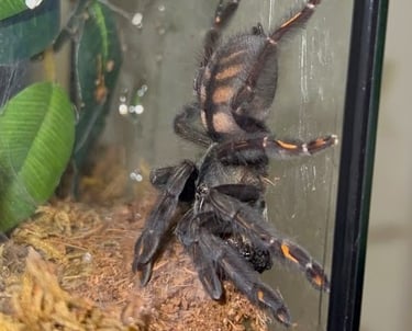 P Irminia