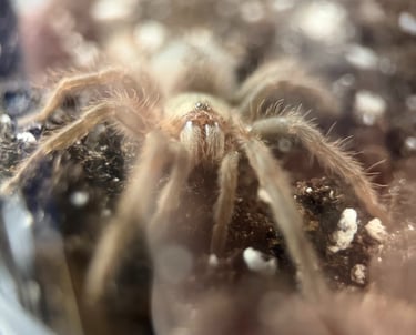 L Parahybana