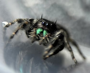 Bold Jumping Spider