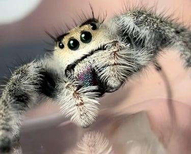 Jumping Spider