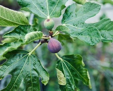 Fresh purple fig ripening on a lush green fig tree branch with large lobed leaves.