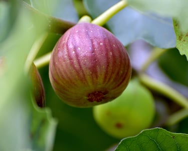 A ripe purple mission fig hanging on a green fig tree branch with lush leaves in a garden.