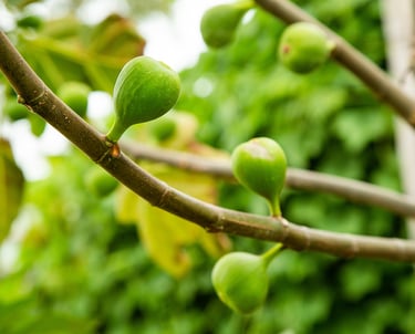 Young green figs ripening on a branch of a common fig tree in a lush organic garden.