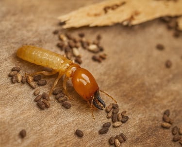 A macro view of a drywood termite soldier with large mandibles crawling on wood near termite droppings.