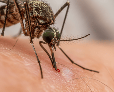 Extreme macro of a mosquito biting human skin to feed on a droplet of red blood.