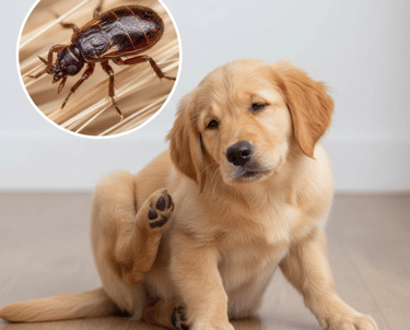 Golden Retriever puppy scratching an itch with a close-up flea or tick insect icon overlay.