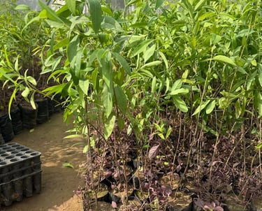 Young green tree saplings growing in black nursery bags inside a greenhouse nursery facility.