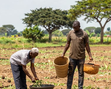 A strategic meeting between French consultants and Ivorian farmers discussing agricultural project plans.
