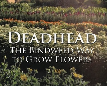 Growing Cut Flowers in the High Plain