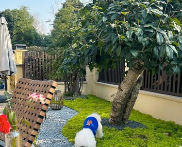 Comfortable garden retreat with outdoor seating, natural greenery, ambient lighting and cozy outdoor lifestyle inspiration.