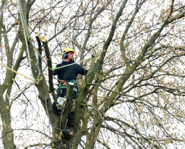 A professional arborist in safety gear pruning high tree branches using specialized climbing equipment.