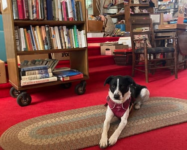 Shop dog Clover surrounded by used books