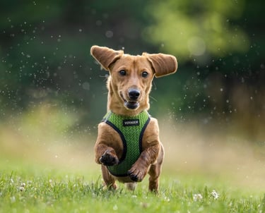 Montreal pet portraits