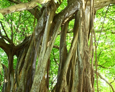 El Árbol que Camina