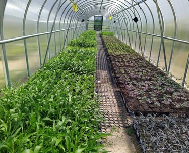 Daigeliai auginami šiltnamiuose prieš išnešant juos į lauką