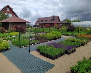 Sodo Kampelis - šeimos augalų ūkis.