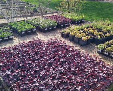 Augalų aikštelė lauke