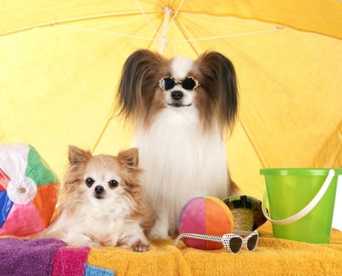 perritos con lentes, sombrillas, pelotas en la playa