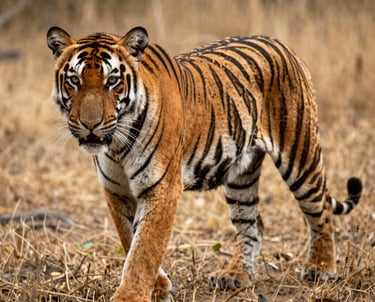 A group enjoying a jungle safari, spotting wildlife amidst dense green forest in Dandeli.