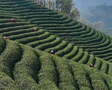 Xinyang Maojian green tea leaves