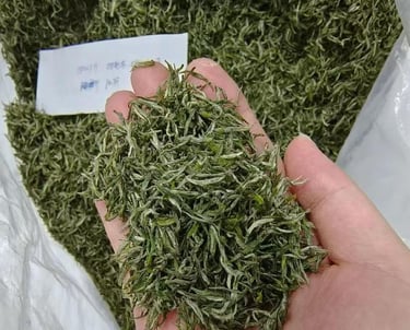 Xinyang Maojian green tea leaves