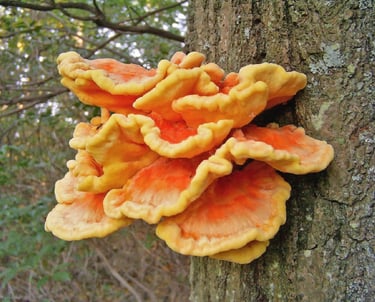 Chicken of the woods