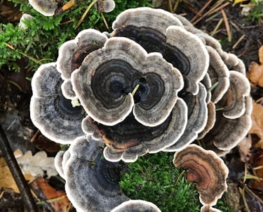 Turkey tail
