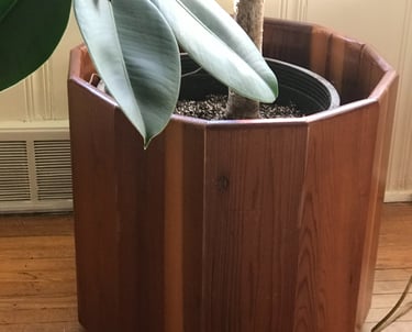 Planter for a large Rubber Tree