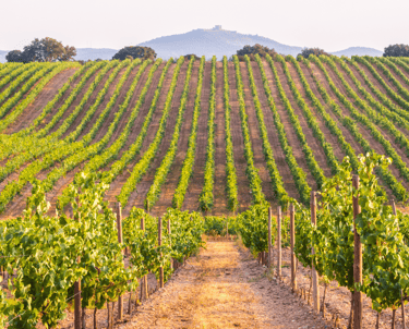 Vineyard in the hills