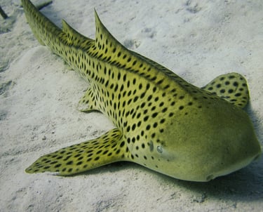 Zebra Shark, Conservation