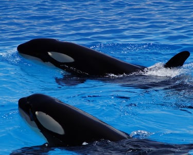 wikifaith-encyclopedia-wikipedia-wikileaks-beginning-of-life-on-earth