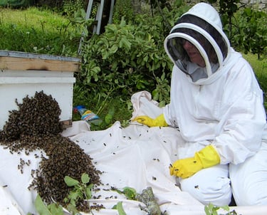 Swarm of bees ,moving from a tree into a hive.