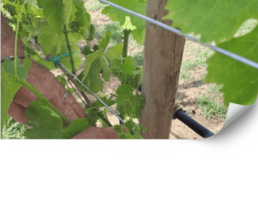 Ecological Farming Consulting for Vineyards in Mallorca | Viñarts.