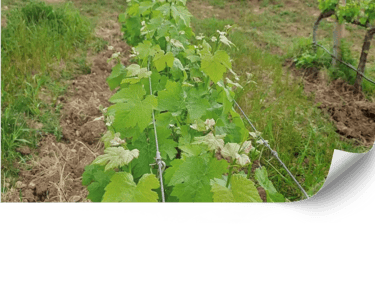 Weed Management and Cover Crops in Vineyards | Viñarts Mallorca