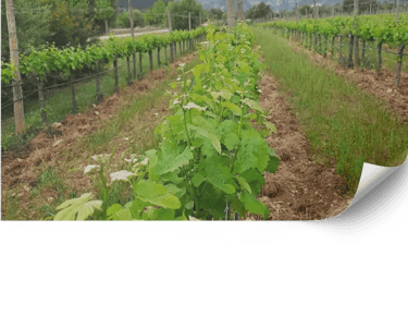 Design and Maintenance of Landscape Vineyards in Mallorca | Viñarts