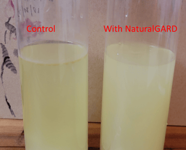 lemonade with cultured dextrose