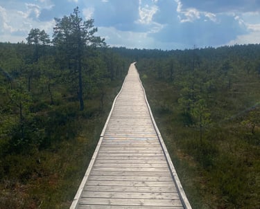Wooden path in a bog