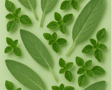 Sage & Oregano