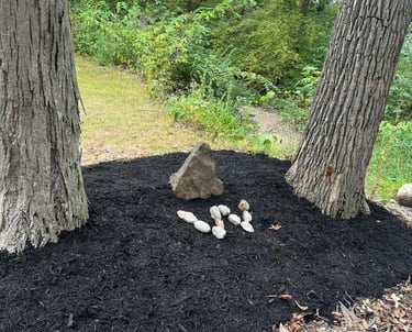 mulch-bed-between-trees.jpg