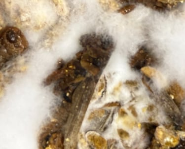 fungus eating a grasshopper