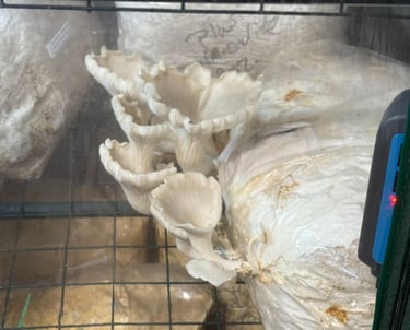 Oyster mushrooms growing out of a bag