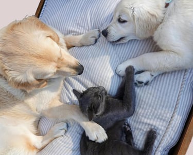Mascotas acostadas, un perro cafe, un perro blanco y un gato negro